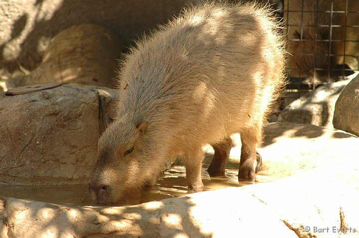 DSC_0928.JPG - Capybara